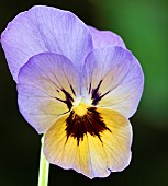 Viola Rocky Marlies Pansy