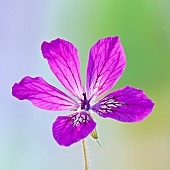 Erodium manescavii Storks Bill Herons Bill