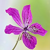 Erodium manescavii Storks Bill Herons Bill