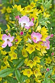 Plant companions, Rose Ballerina, and Yekkow Loosetrife, Lysimachia Punctata, in summer