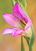 Gladiolus Communis subsp Byzantinus