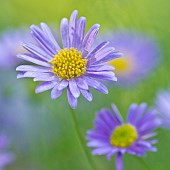 Brachyscome iberidifolia Blue Star Swan River Daisy