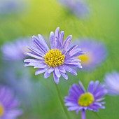 Brachyscome iberidifolia Blue Star Swan River Daisy