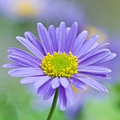 Brachyscome iberidifolia Blue Star Swan River Daisy