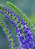 Veronica austriaca Crater Lake Blue