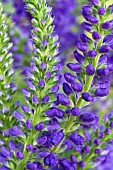 Veronica austriaca Crater Lake Blue