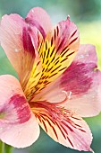 Alstroemeria haemantha Parigo Charm