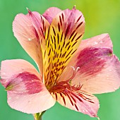 Alstroemeria haemantha Parigo Charm