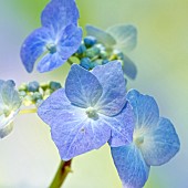 Hydrangea macrophylla Blaumeise