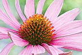 Echinacea purpurea Primadonna Deep Rose