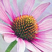 Echinacea purpurea Primadonna Deep Rose