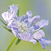 Scabiosa caucasica Clive Greaves