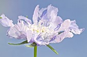 Scabiosa caucasica Clive Greaves