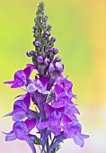 Linaria purpurea purple toadflax