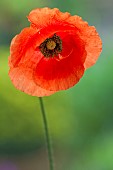 Papaver Poppy rhoeas Corn Poppy