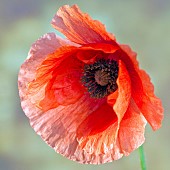 Papaver Poppy rhoeas Corn Poppy