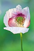 Papaver somniferum Opium Poppy