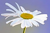 Leucanthemum vulgare Oxeye Daisy