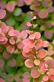 Berberis thunbergii Harlequin Variegated Barberry