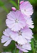 Sidalcea Elsie Heugh