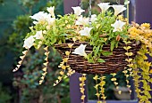 Hanging Baskets of Surfinia var.Keiycul Petunia hybrid Lysimachia nummularia Aurea Golden Creeping Jenny