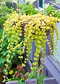 Hanging Baskets of Surfinia var.Keiycul Petunia hybrid Lysimachia nummularia Aurea Golden Creeping Jenny