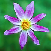 Cartwheel Dahlia Honka