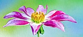 Cartwheel Dahlia Honka