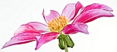 Cartwheel Dahlia Honka