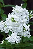 Phlox paniculata White Admiral