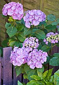 Hydrangea macrophylla large lavender-blue flowerheads.