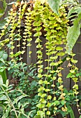 Lysimachia nummularia Creeping Jenny