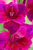 Gladiolus Gladioli Velvet Eyes