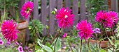 Cactus Dahlia Purple Gem