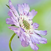 Scabiosa caucasica Clive Greaves