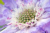 Scabiosa caucasica Clive Greaves