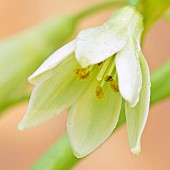 Galtonia viridiflora