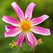 Cartwheel Dahlia Honka