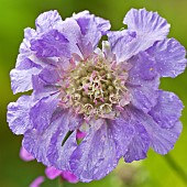 Scabiosa caucasica Clive Greaves