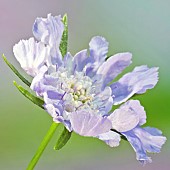 Scabiosa caucasica Clive Greaves