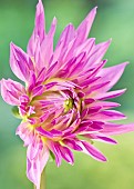 Cactus Dahlia Mingus Gregory