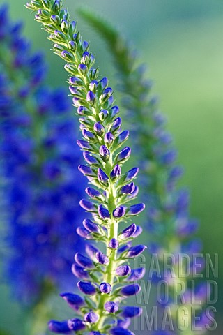 Veronica_Shirley_Blue_upright_spikes_of_deep_blue_herbaceous_perennial