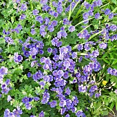 Geranium x magnificum Cranesbill