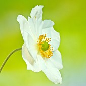 Anemone sylvestris