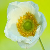 Anemone sylvestris