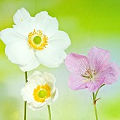 Anemone sylvestris Pink Geranium