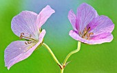 Geranium endressii Wargrave Pink