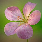 Geranium endressii Wargrave Pink