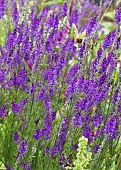 Linaria purpurea Toadflax