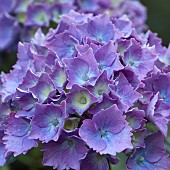 Hydrangea macrophylla Teller (Hortensia)